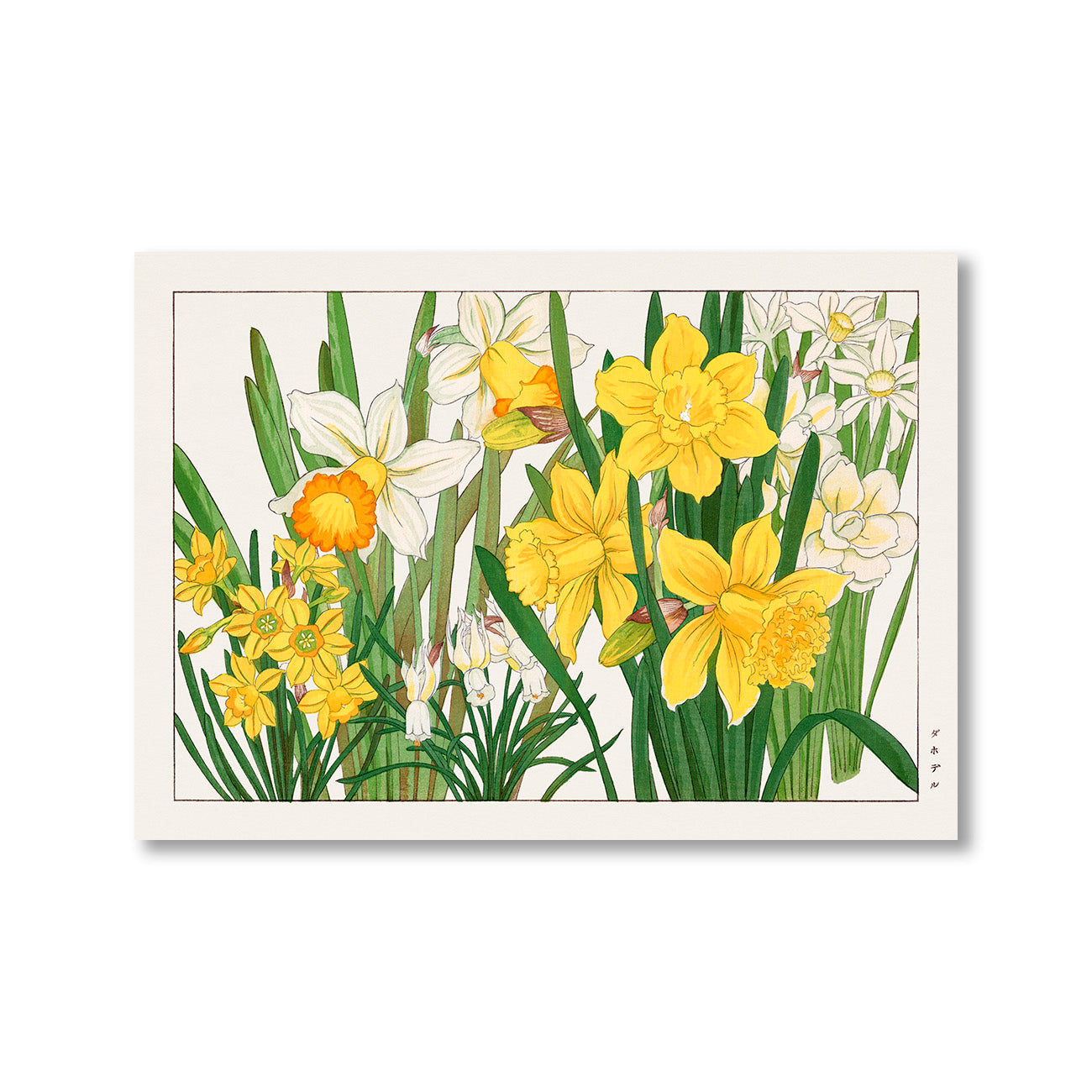 Daffodil by Tanigami Konan