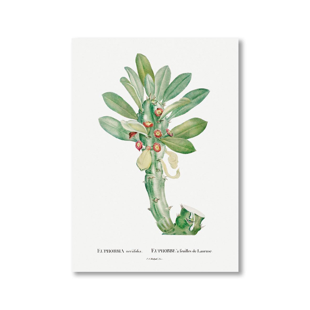 Euphorbia Neriifolia by Pierre-Joseph Redoute