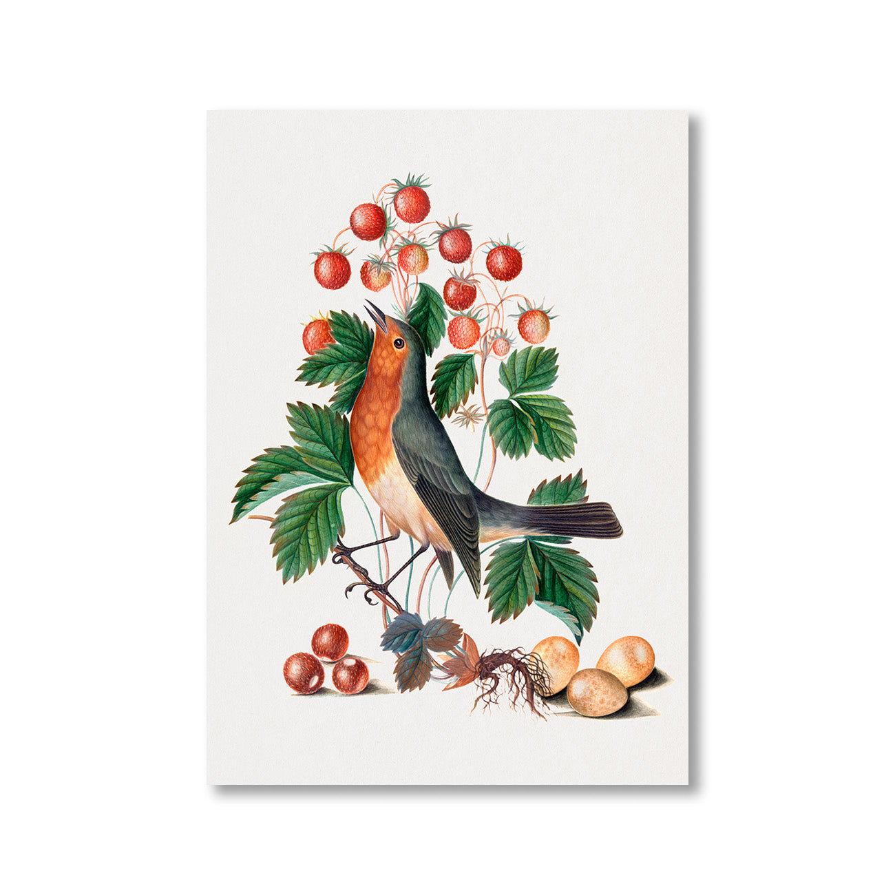European Robin and Wild Strawberry by Anna Blackburne