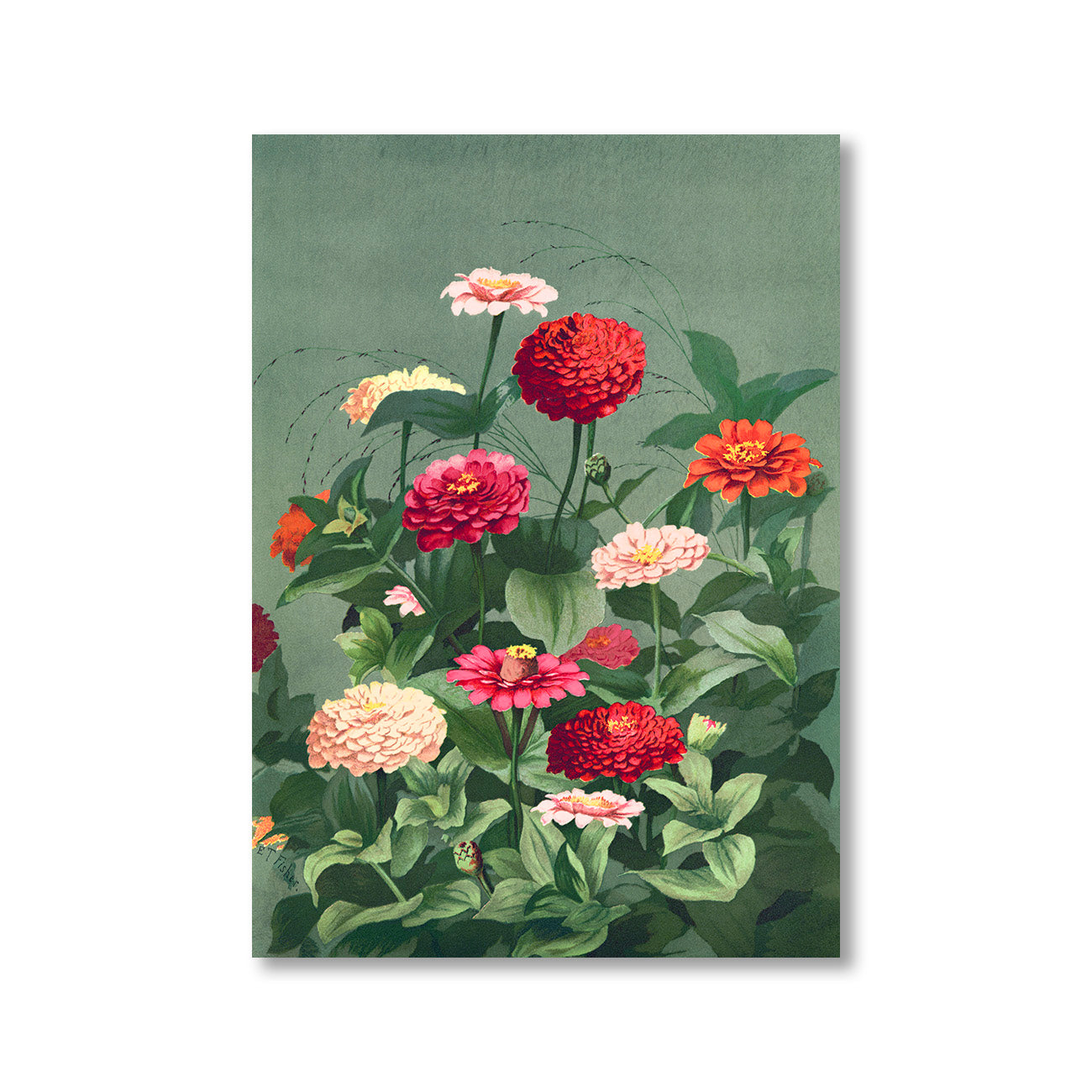 Flowers 1884