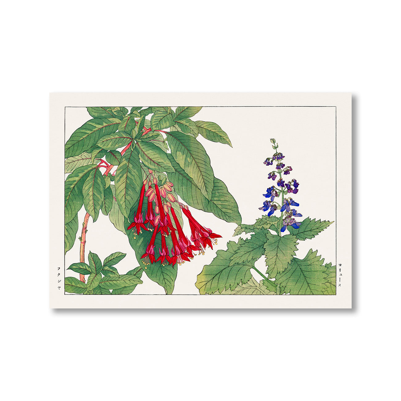 Fuchsia flower by Tanigami Konan