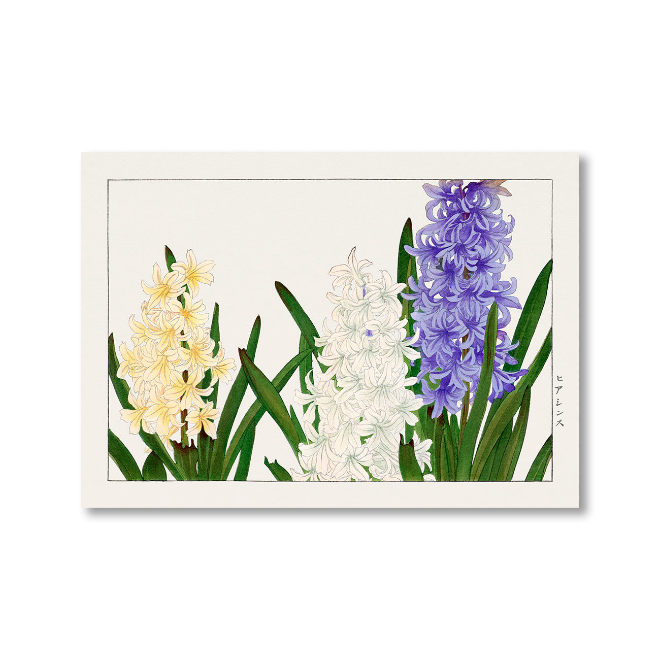 Hyacinthus by Tanigami Konan