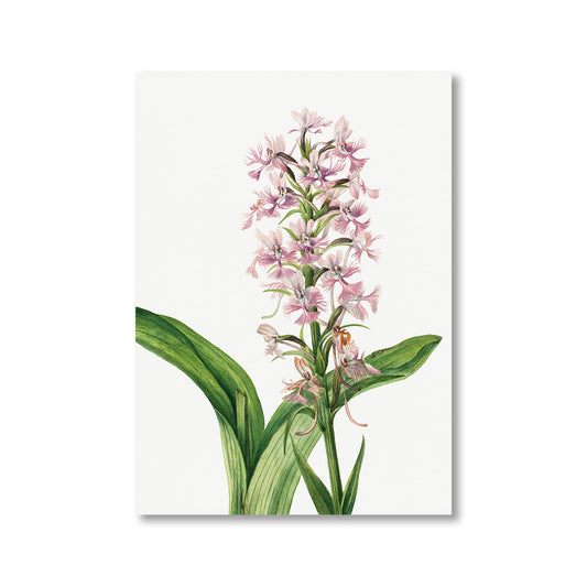 Large Purple Fringe Orchid by Mary Vaux Walcott