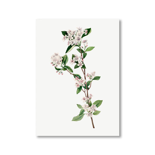 Red Chokeberry Aronia Arbutifolia by Mary Vaux Walcott