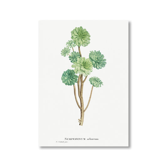 Sempervivum Arboreum Tree Houseleek by Pierre-Joseph Redoute