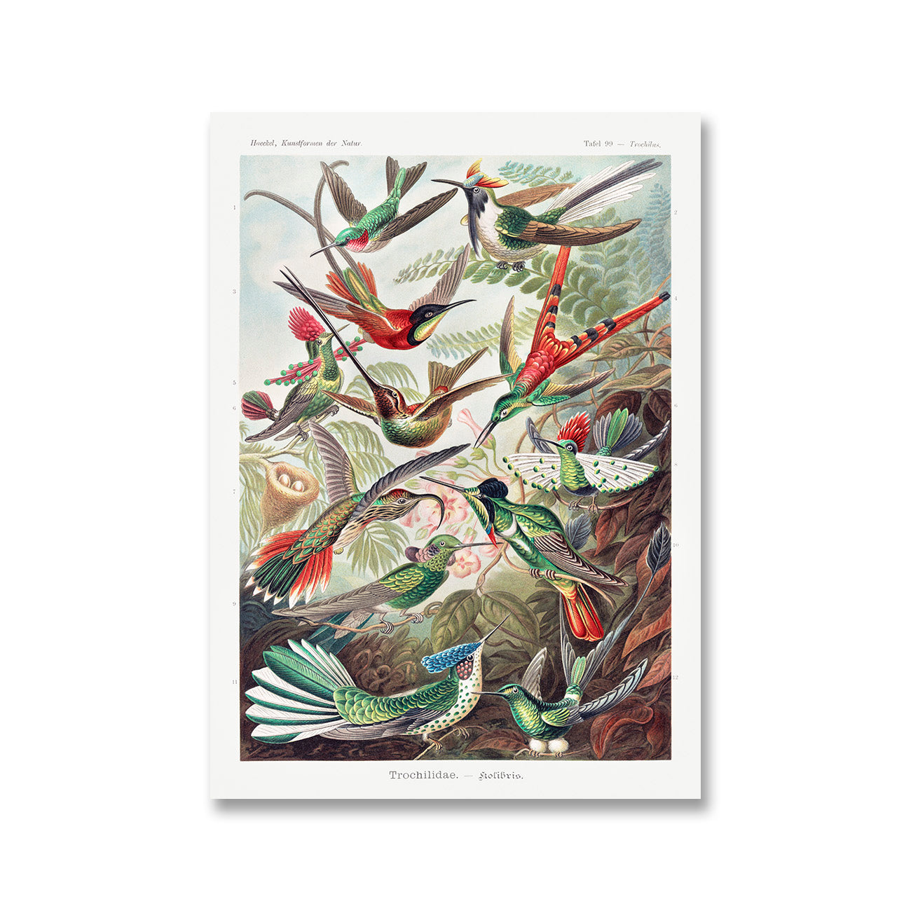 Trochilidae – Kolibris by Ernst Haeckel