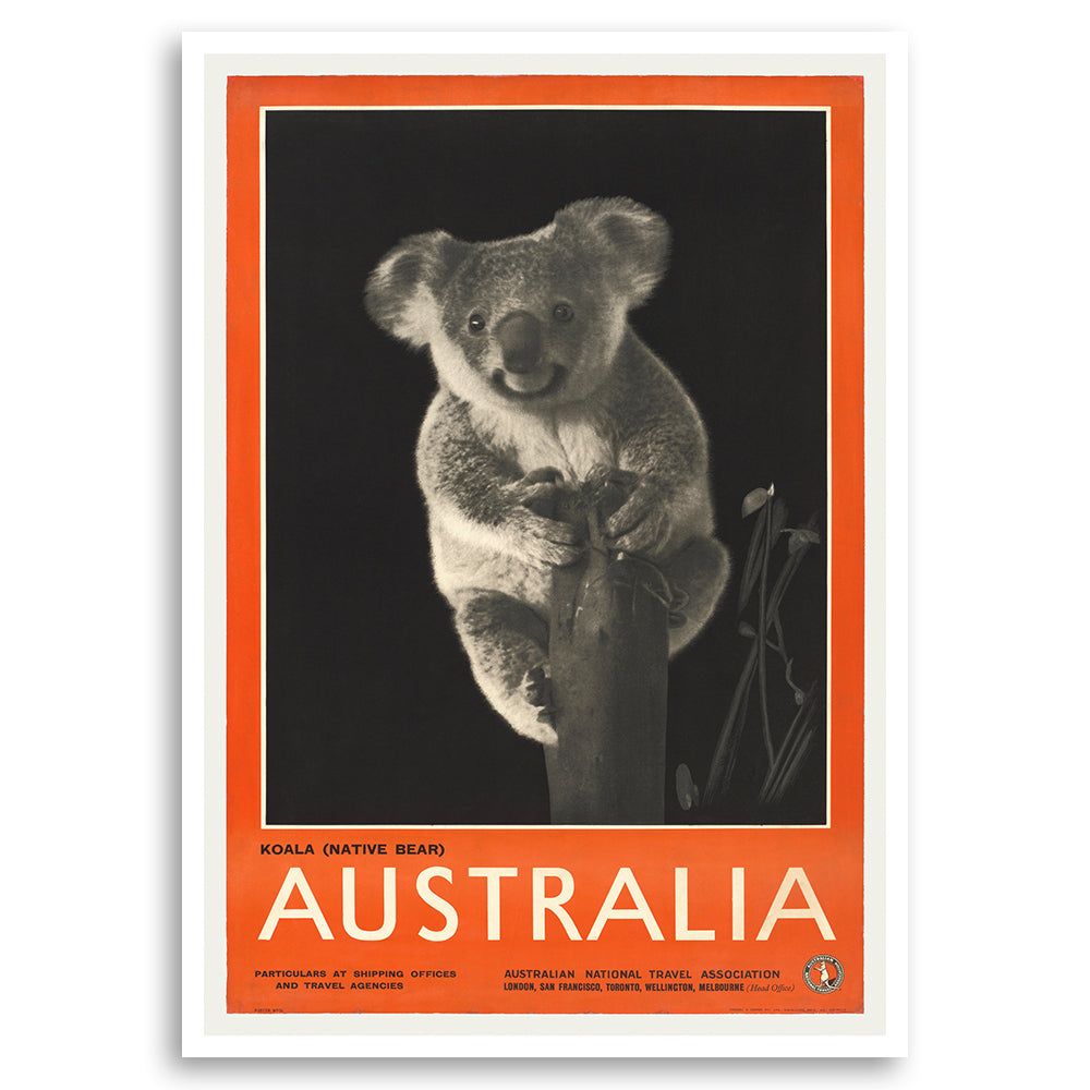 Australia - Koala Native Bear