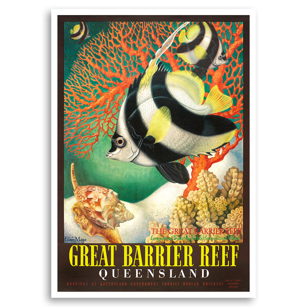 Great Barrier Reef Queensland - Longspined Butterflyfish and Heron Island Volute